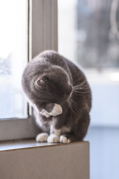 灰猫，在室内被射杀