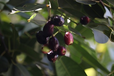 Jamun