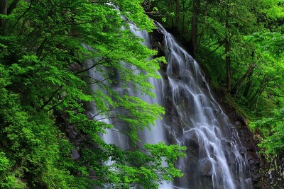 夏林或谷