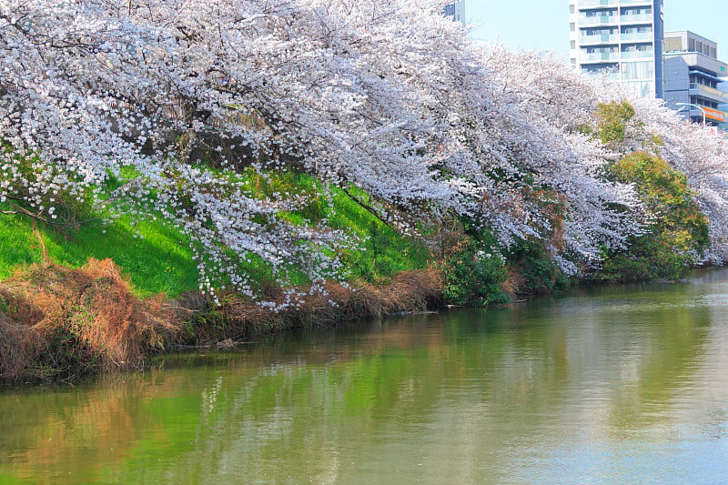 日本东京的樱花