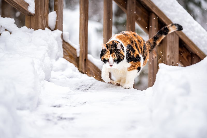 白花猫小猫在外面的后院在下雪下雪暴风雪由木栅栏甲板楼梯楼梯栏杆与爪子向上