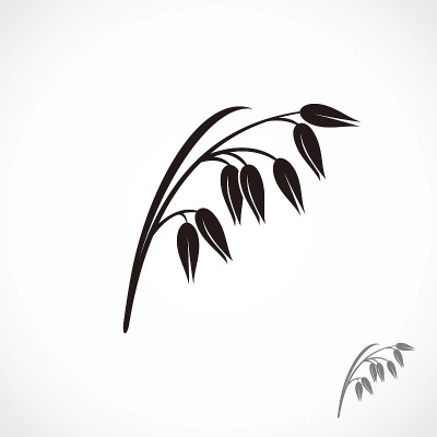 燕麦。向量