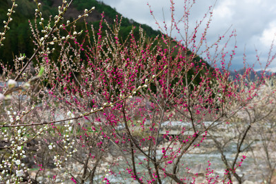 可爱的花，桃花和蓝天