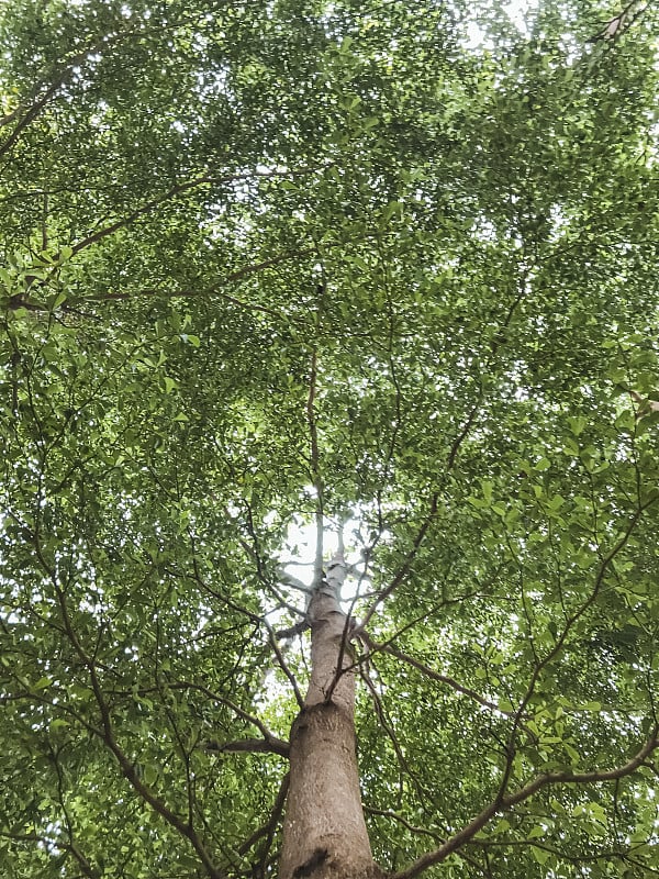 在巴厘岛的洛维娜生活观赏树