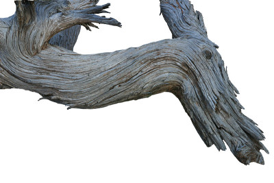 Gnarly_Tree