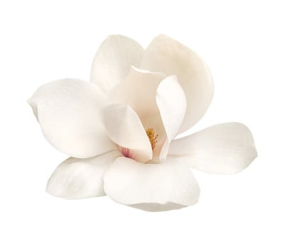 嫩白玉兰花孤立