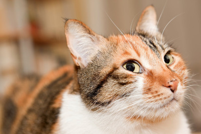 胖猫抬头看