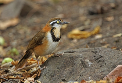 小民族Laughingthrush