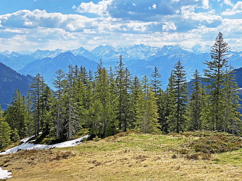 常绿森林或针叶树在皮拉图斯山坡和山峰下的高山山谷，Alpnach - Obwalden，瑞士(坎顿奥