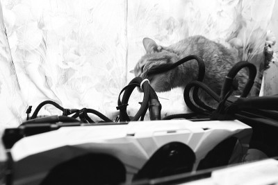 猫咬电线