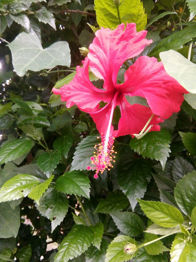 古达尔花