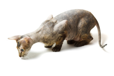 东方猫