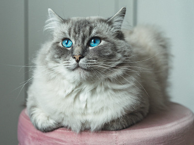 布娃娃猫躺在垫子上