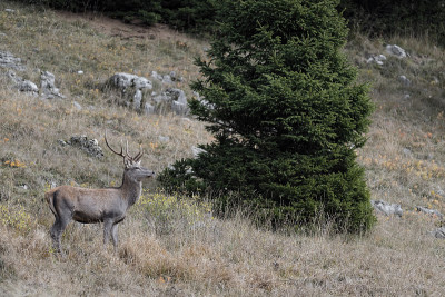 阿尔卑斯山脉的雄性马鹿(Cervus elaphus)