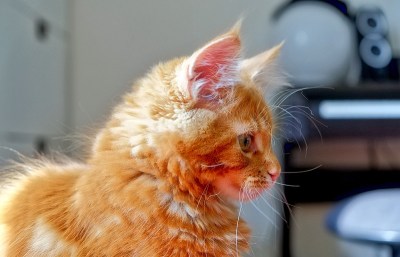 红黑猫