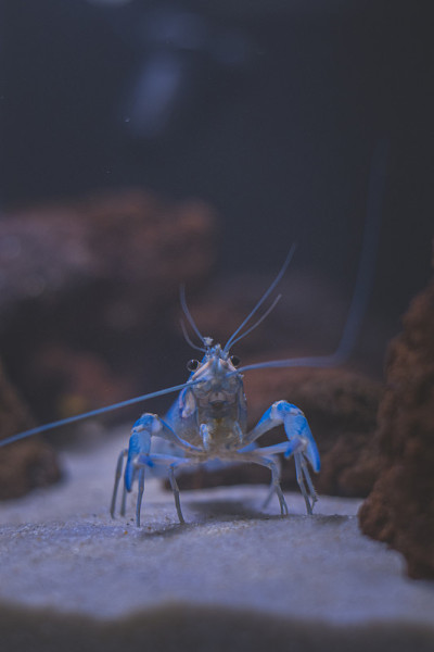 美丽的水族馆，有热带鱼，慈鲷，小龙虾，熊猫鱼和岩石