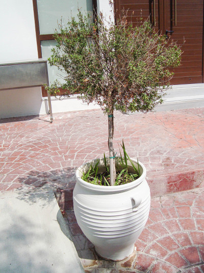 在舒适的庭院和城市街道上种植的花盆