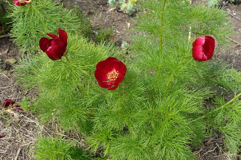 五月三朵红色的芍药花