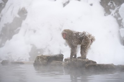 日本雪猴
