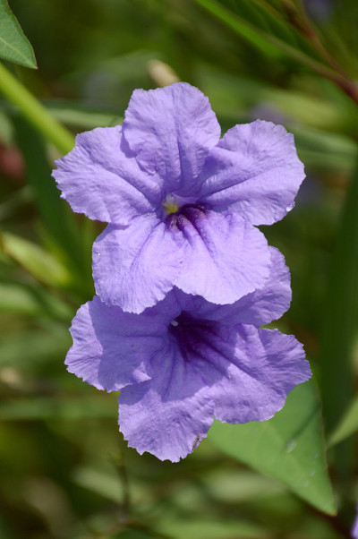 结节花