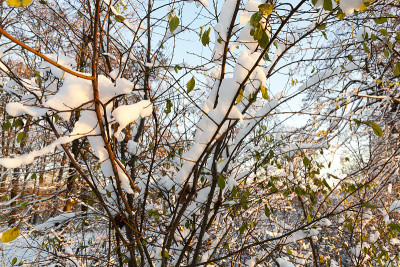 雪中的树
