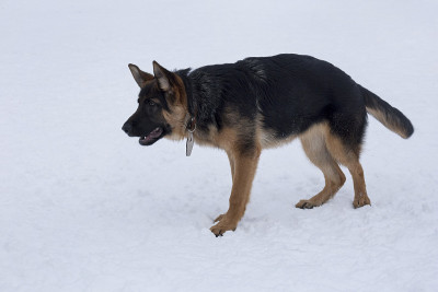 可爱的德国牧羊犬小狗站在冬天公园的白雪上。四个月大。宠物的动物。