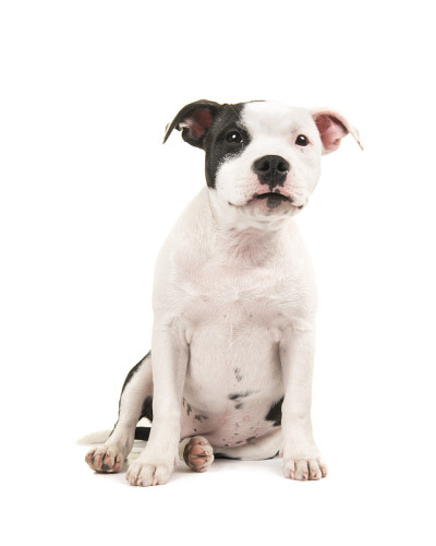 黑色和白色的比特犬小狗躺着，坐在看着摄像机孤立在一个白色的背景