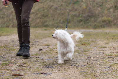 训犬师带着狗在冬天的小雪中散步-中国冠毛犬粉扑