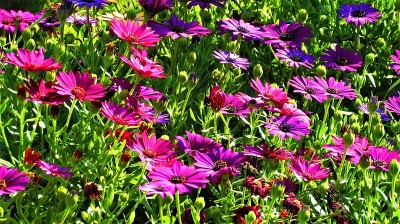 花园里美丽的紫色雏菊。