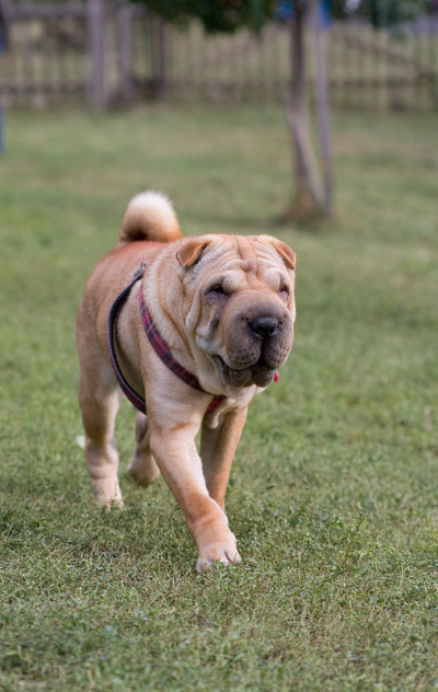 sharpei狗