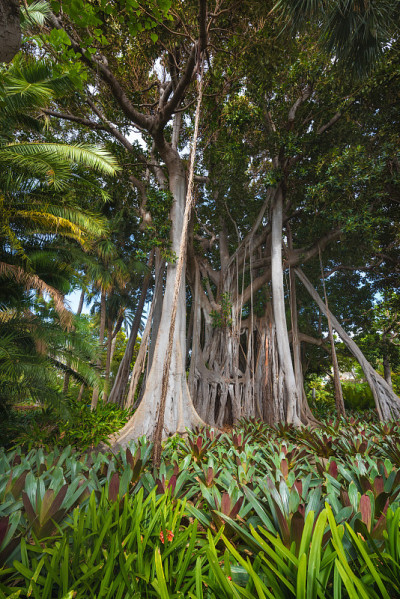 丛林树。大叶榕(Ficus Macrophylla)
