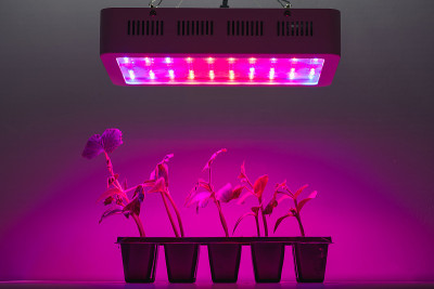 led灯下黄瓜芽生长