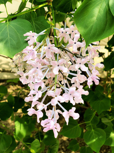 北京的紫丁香花