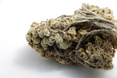 近距离拍摄干燥的爪哇安纳蚜