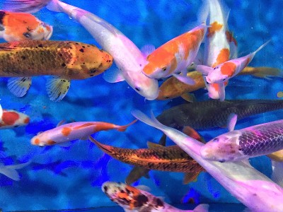 鲤鱼
