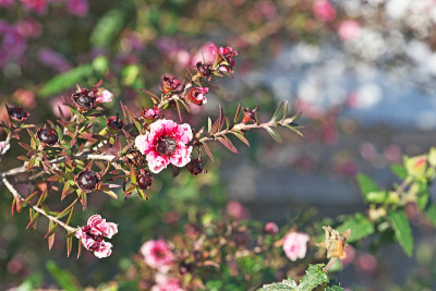 Leptospermum scoparium
