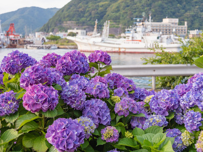 日本静冈县下田市下田公园，带有300万个戒指的绣球花盛开着。