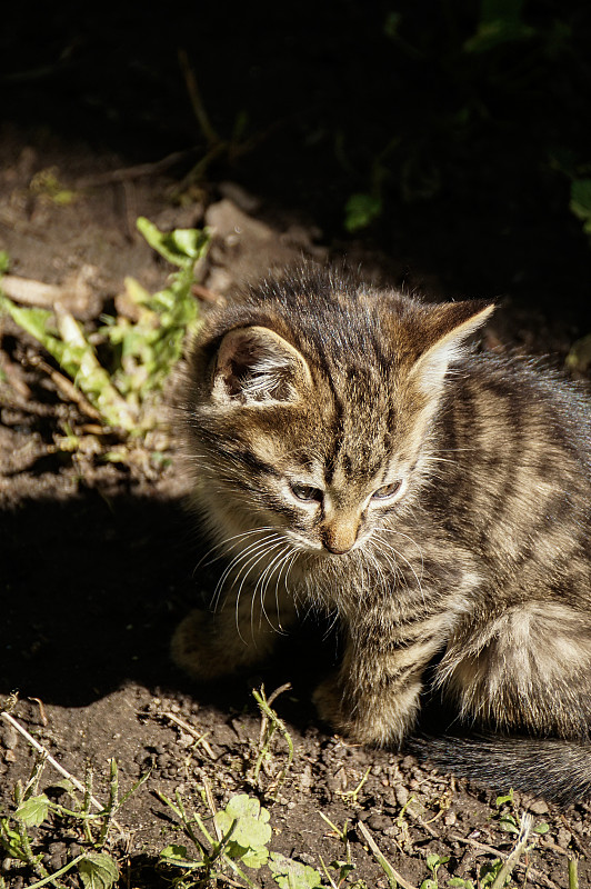 悲伤孤独的小猫咪