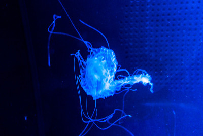 大西洋荨麻Chrysaora quinquecirrha