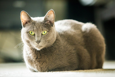 美丽的俄罗斯蓝猫近距离