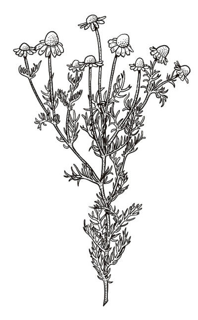 甘菊插图，绘画，雕刻，水墨，线条艺术，矢量