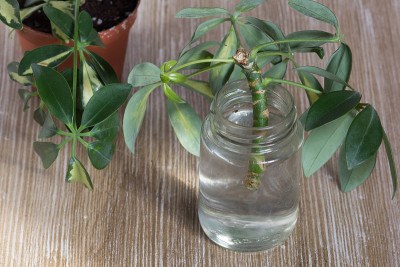 砍伐的Schefflera arboricola或矮伞形树命名的瓶装水，生根在木制背景