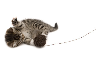 可爱的小猫当显示
