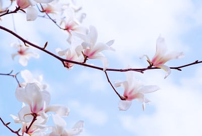 春天的花背景与木兰花