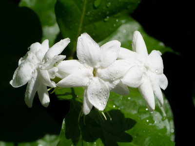 近距离的白色茉莉花