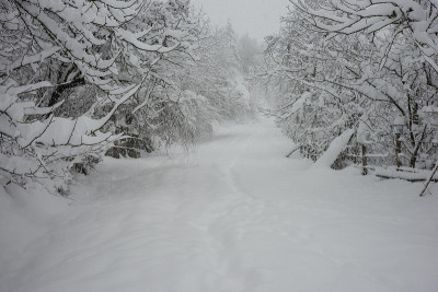 冬季降雪松树