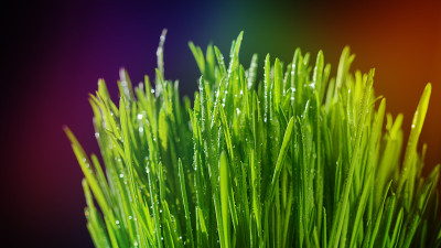 绿草上的大滴露珠。彩色的背景。宏观视图