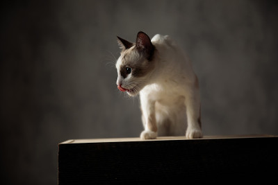 白毛的梅蒂斯猫坐着，闻着什么