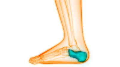 人体骨骼系统跟骨关节解剖学