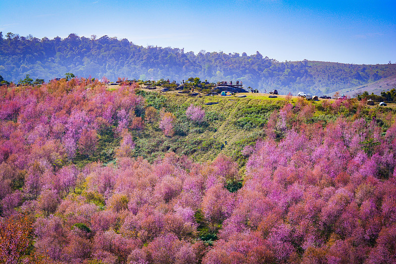 野生喜马拉雅樱花盛开/粉红色树的樱花或樱花和风景山的野生喜马拉雅樱花盛开